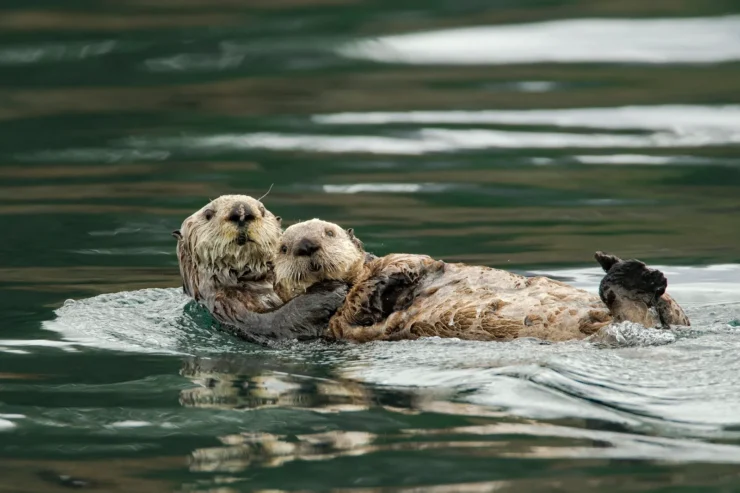 Sea Otters