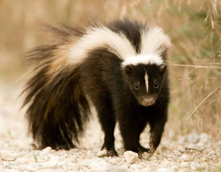Skunks in Illinois