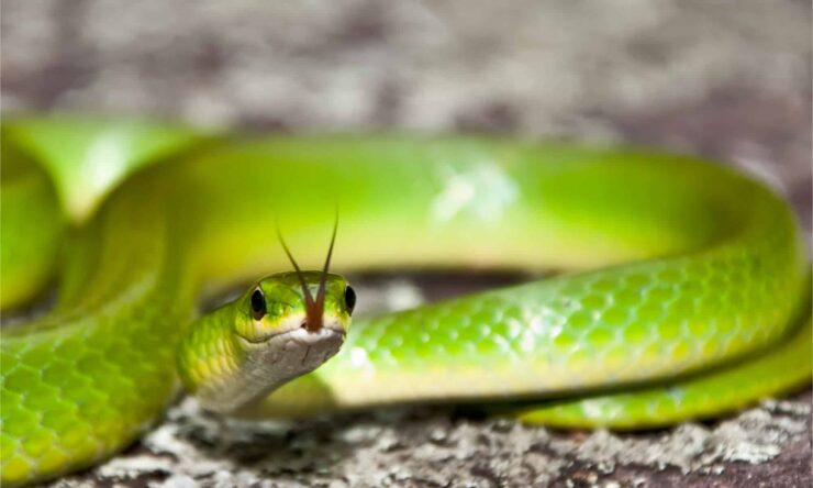 Smooth Green Snake (Opheodrys vernalis)