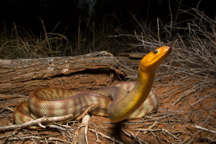 Snake Biology and Behavior