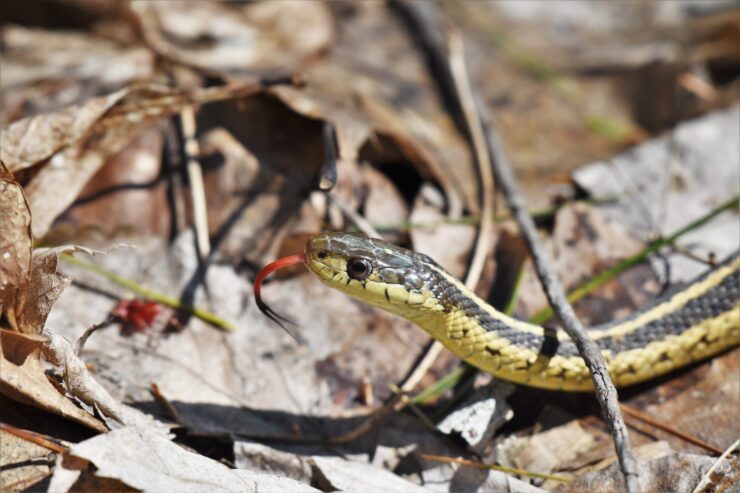 Snake Conservation in Vermont