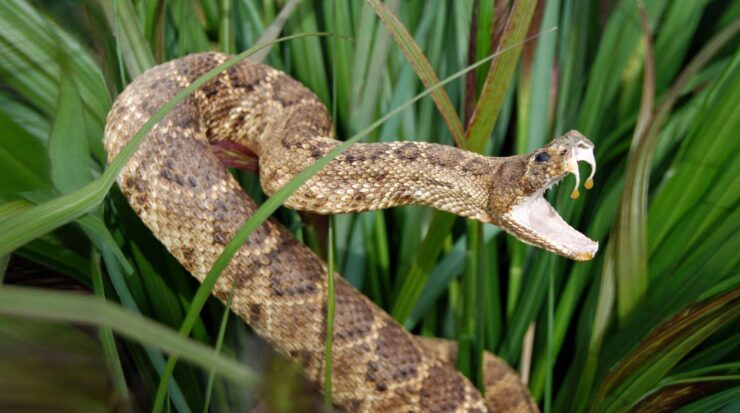 Snake Safety and Myths