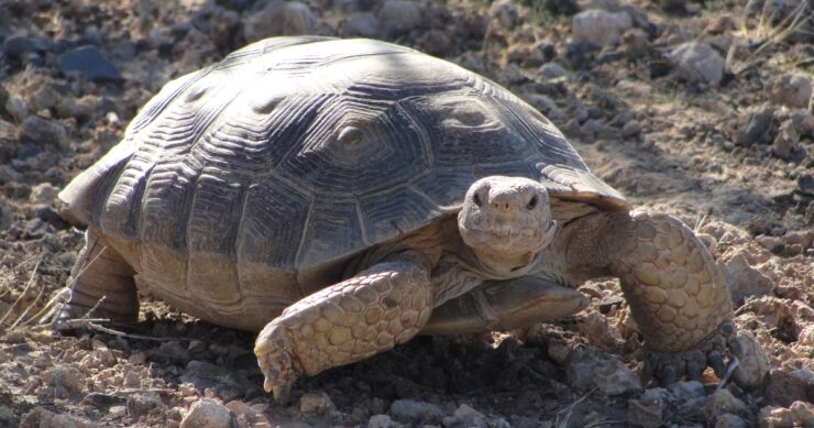Sonoran Desert Tortoise