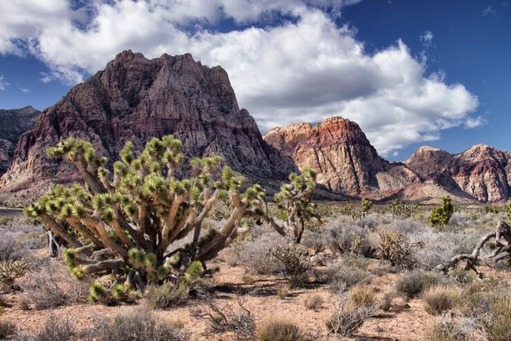 Spring Mountains National Recreation Area