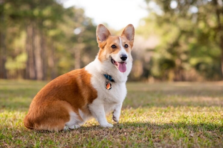 St. Anthony Parkway Dog Park