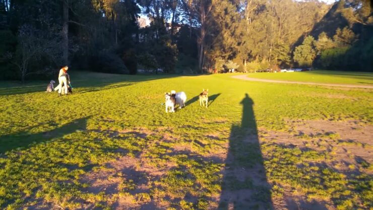 Stern Grove Dog Park