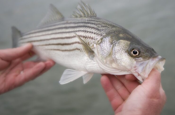 Striped Bass (Morone saxatilis)