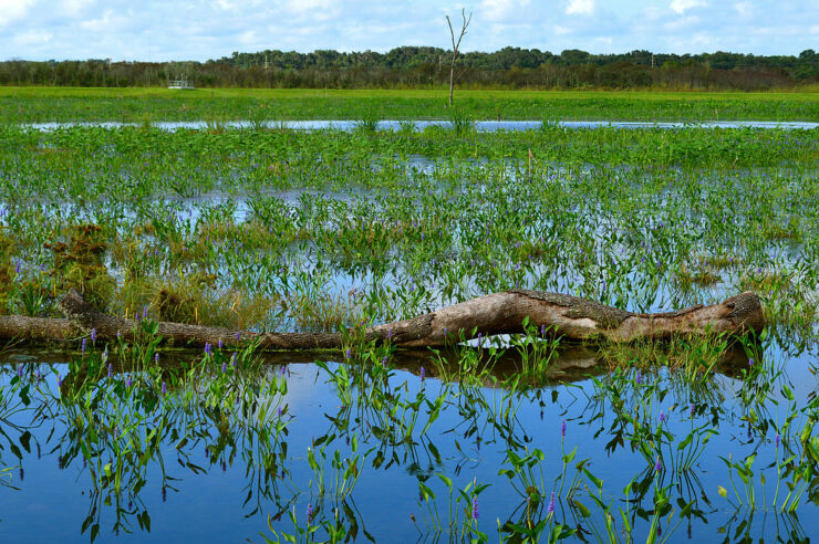 Sweetwater Wetlands