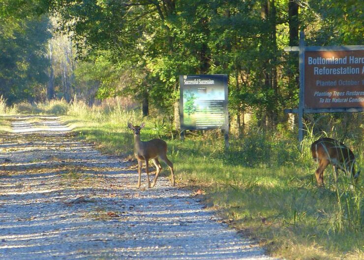 Tensas River National Wildlife Refuge