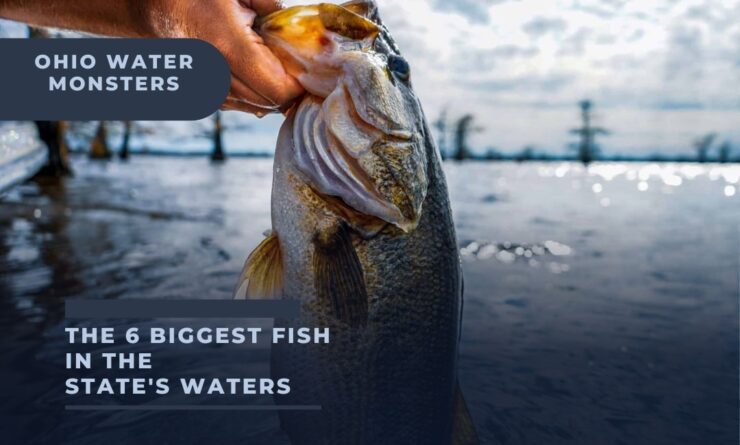 Ohio Biggest Fish