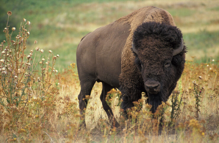 The American Bison