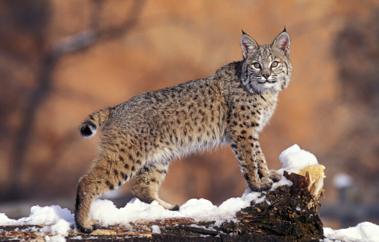 Bobcat
