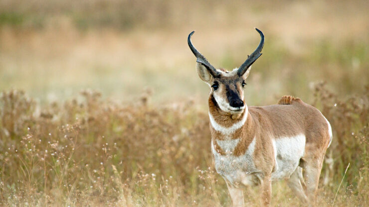 Pronghorn Antelope