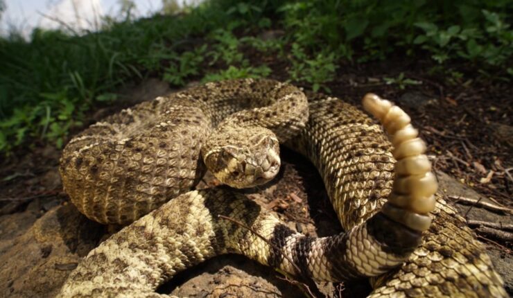 Timber Rattlesnake