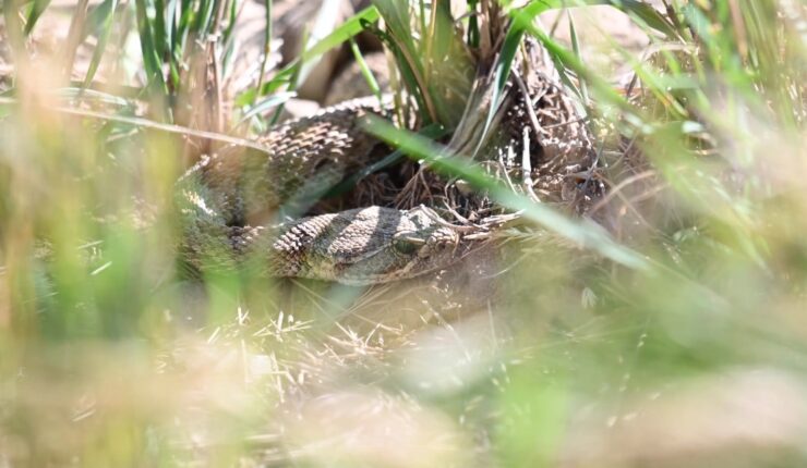 Timber Rattlesnake