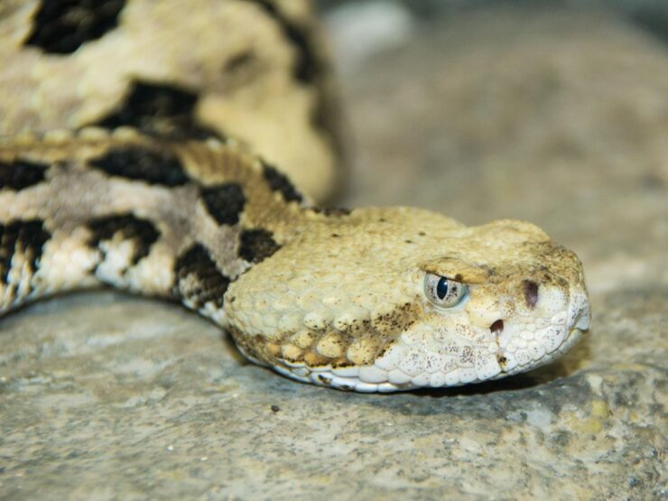 Timber Rattlesnake - Explore the Massachusetts Wild Wonders