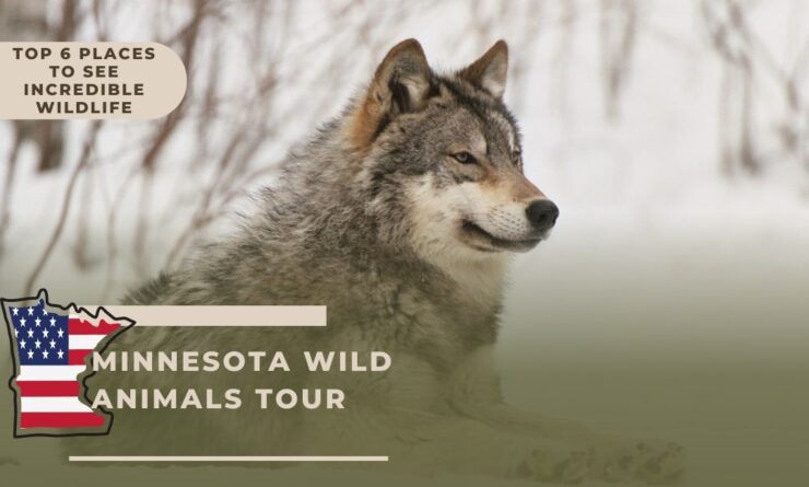 Top 6 Places to See Incredible Wildlife