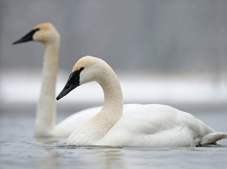 Trumpeter Swan