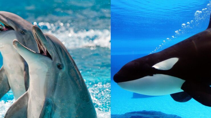 Various Species of Dolphins and Whales