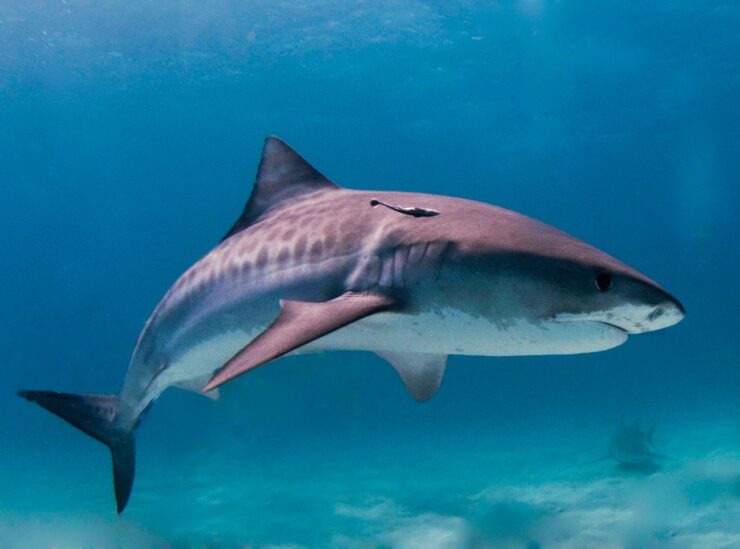 Various Species of Sharks