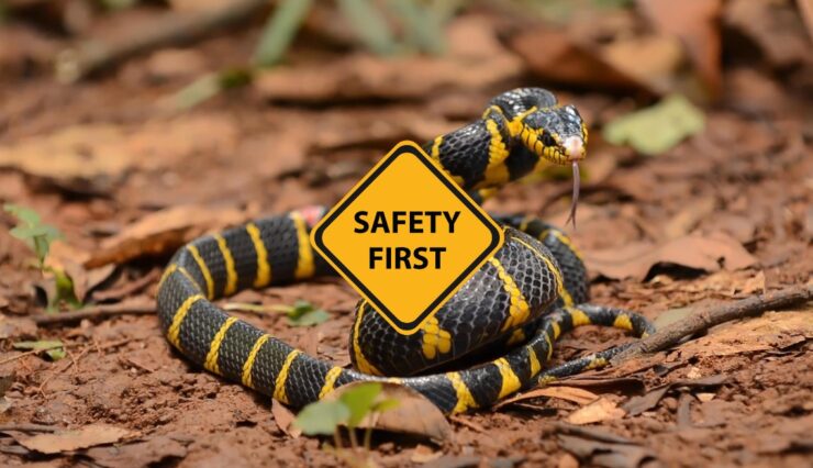 Venomous Snake Safety in Minnesota