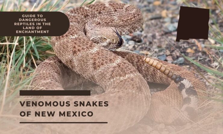 Venomous Snakes of New Mexico