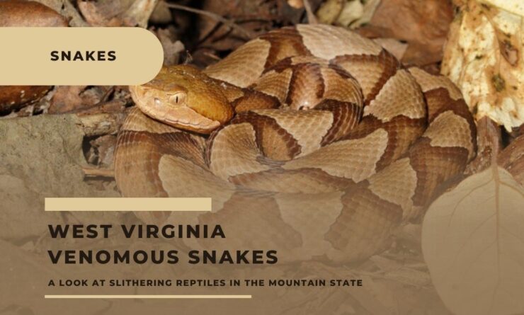 The Northern Copperhead