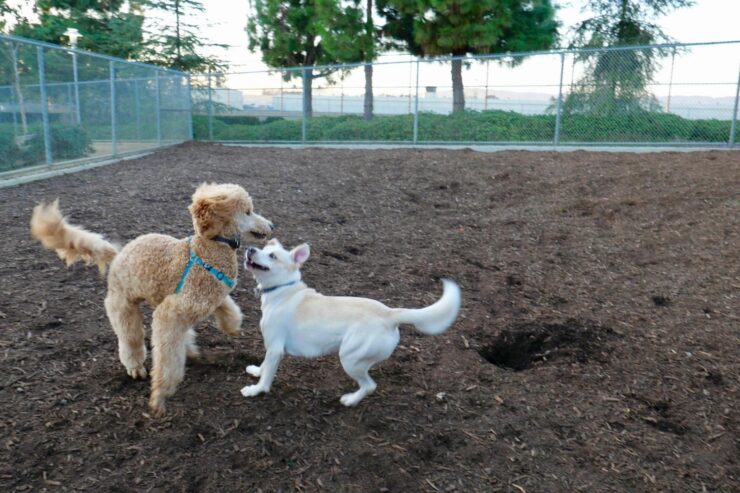 Victory Prairie Off-Leash Recreation Area