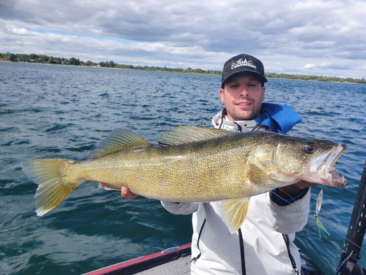 Walleye (Sander vitreus)