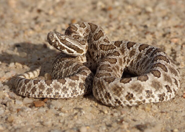 Western Massasauga