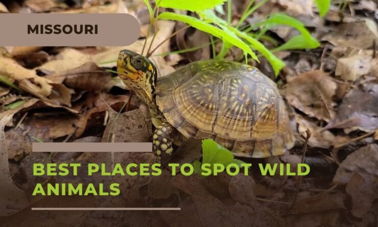 What are the Best Places to Spot Wild Animals in Missouri