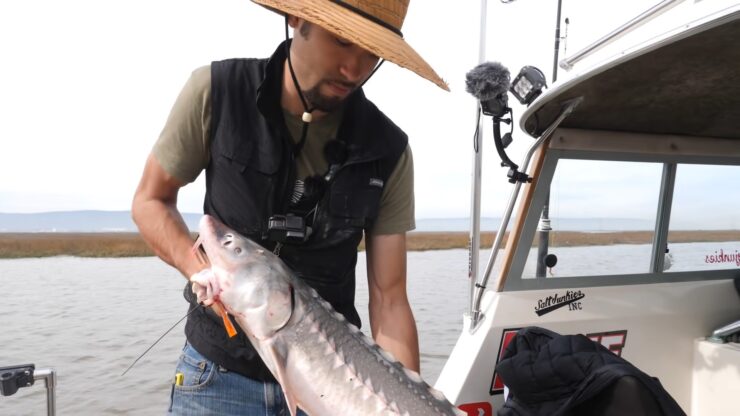 White Sturgeon