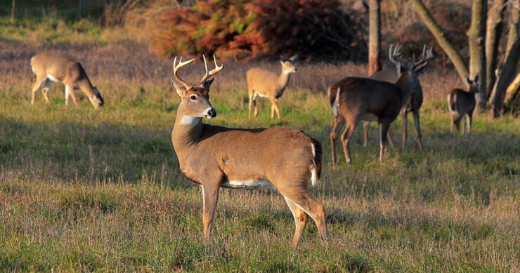 White-Tailed Deer