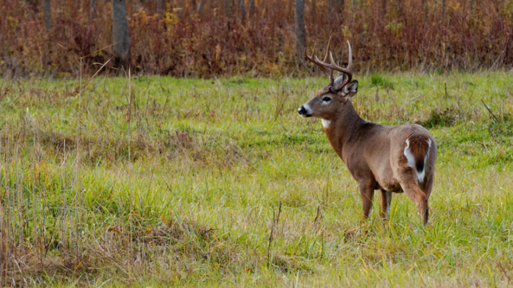 White-tailed Deer
