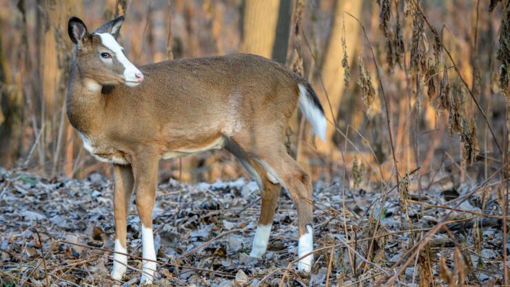 White-tailed Deer
