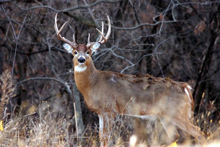 White-tailed Deer