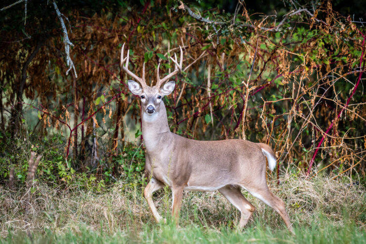 Source: inaturalist.org