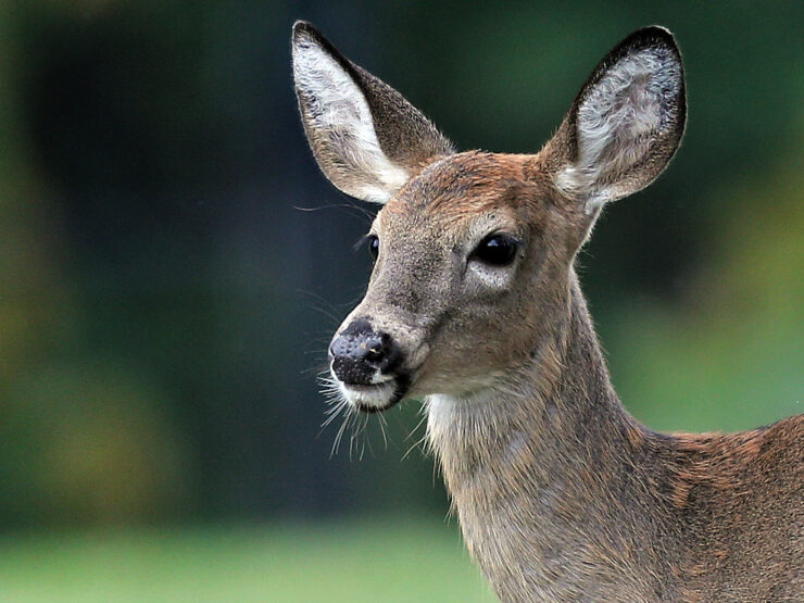 White-tailed Deer