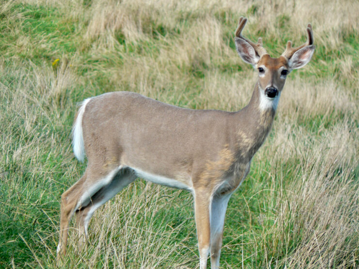 White-tailed Deer in Boston