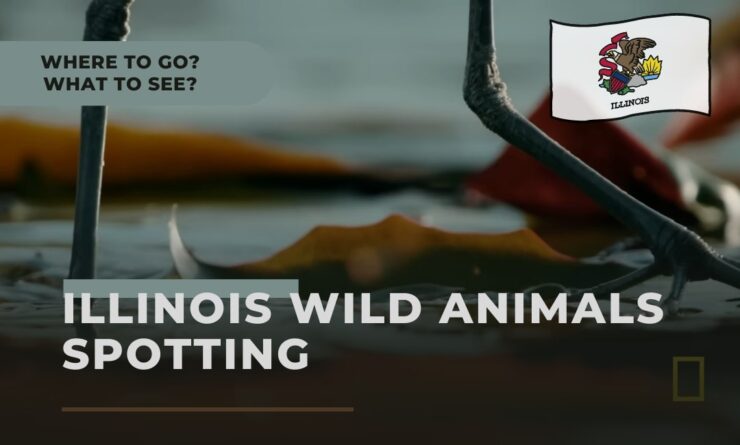 Wild Animals Spotting in Illinois - Where to Go .
