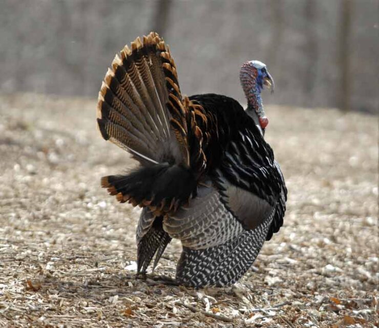 Wild Turkey