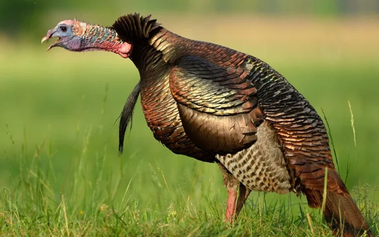 Wild Turkey