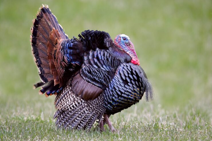 Wild Turkey
