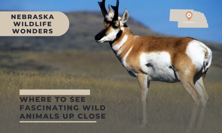 Wildlife Nebraska
