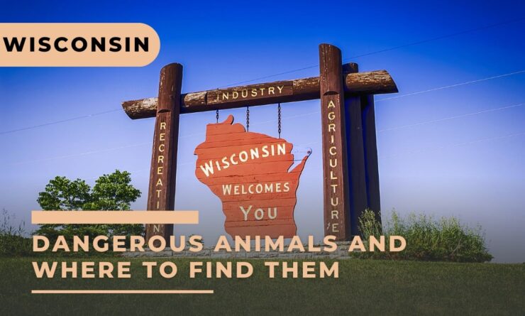 Wisconsin Dangerous Animals and Where to Find Them