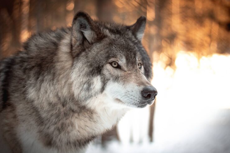 Wolves