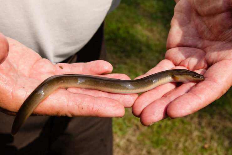 american-eel