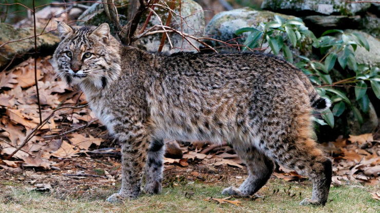 bobcat