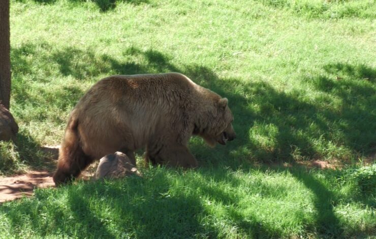 grizzly bear populations in other parts of the US