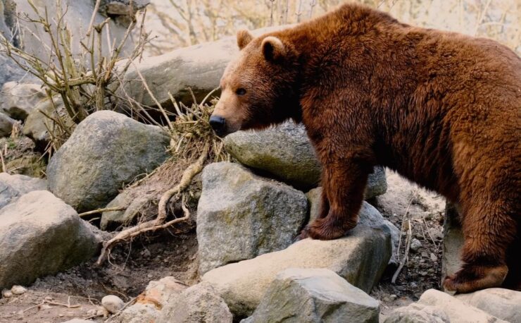 grizzly different stakeholders on the issue
